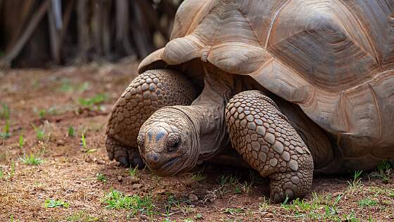 Mauritius: Aldabra-Riesenschildkröte