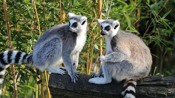 Nahampoana, Madagaskar: Lemuren