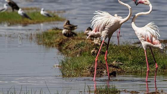 Kenia, Lake-Nakuru Nationalpark: Flamingos