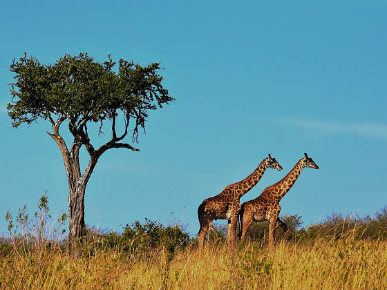 Tansania: Giraffen im Arusha Nationalpark