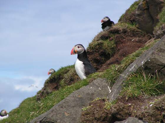 Mykines: Papageientaucher