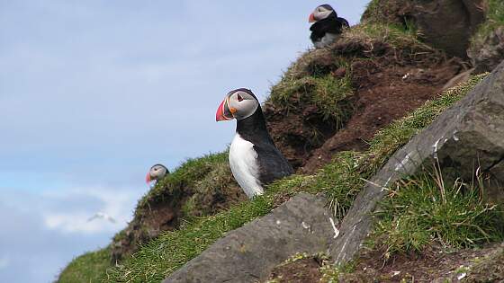 Mykines: Papageientaucher