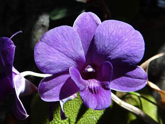Orchidee im Botanic Garden Peradeniya, Kandy