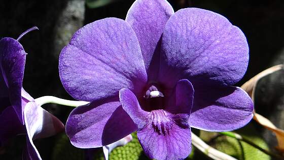 Orchidee im Botanic Garden Peradeniya, Kandy