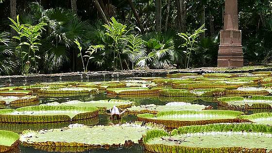 Mauritius: Riesenseerose, Pamplemousses