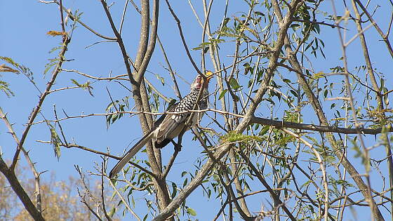 Pretoria Bird Sanctuary