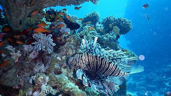 Tauchen Palau: Blue Corner