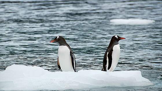 Pinguine in der Antarktis