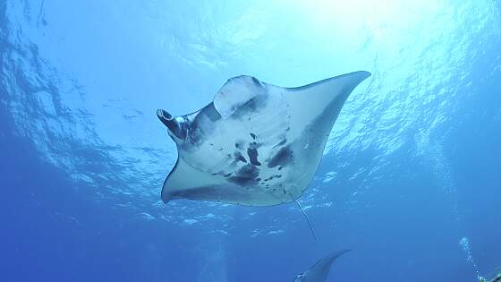 Great Barrier Riff, Australien: Riesenmanta