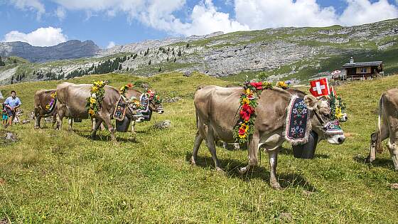 Almabtrieb in der Schweiz