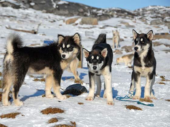 Schlittenhunde - Husky in Grönland