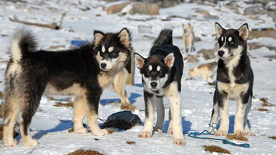 Schlittenhunde - Husky in Grönland