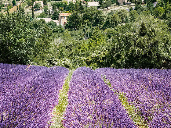 auf der Rhone mit A-ROSA: Lavendelfeld Provence