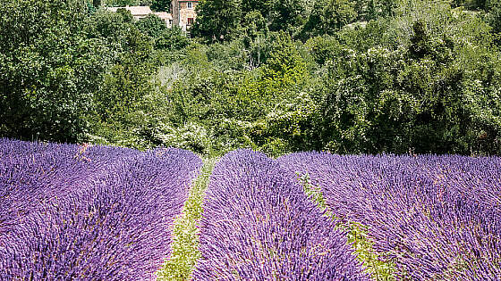 auf der Rhone mit A-ROSA: Lavendelfeld Provence