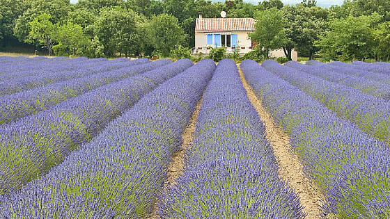 Rhone Flusskreuzfahrt: Lavendel Feld