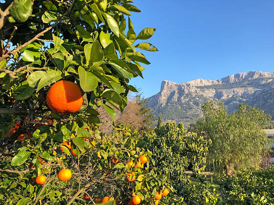 Radreise Mallorca, Spanien: Orangen im Tramuntana Gebirge