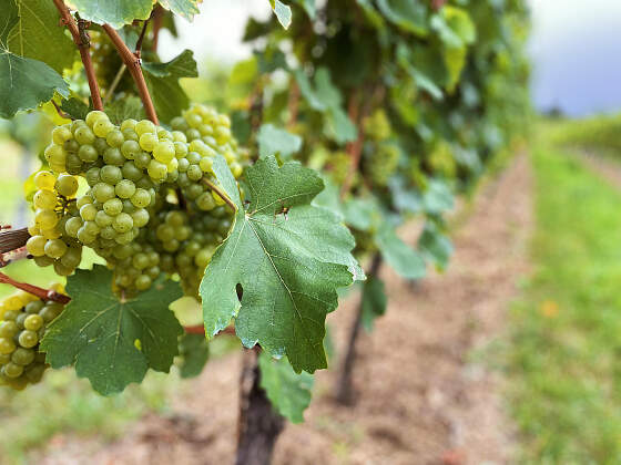 Neusiedlersee Radreisen: Weinreben bei Baden bei Wien