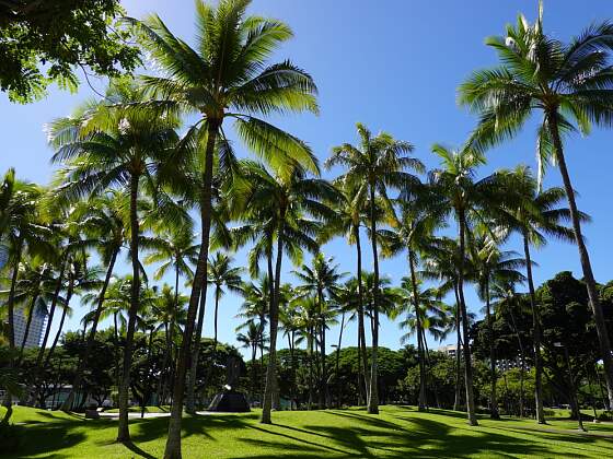 Palmen auf Hawaii