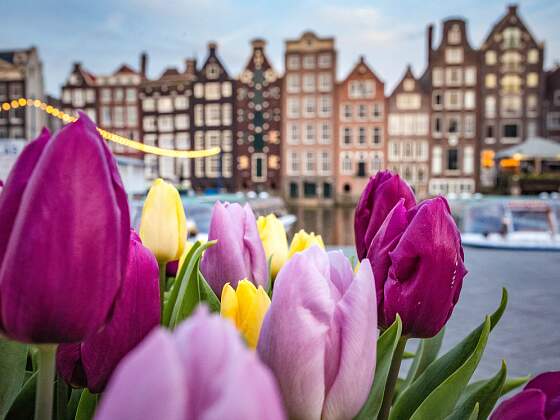 Tulpen in Amsterdam, Holland