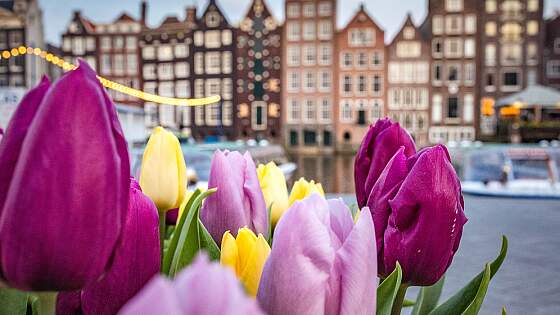 Tulpen in Amsterdam, Holland