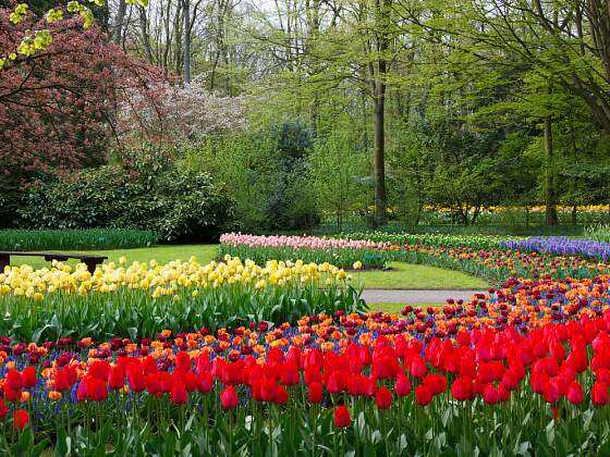 Blumenpracht im Keukenhof