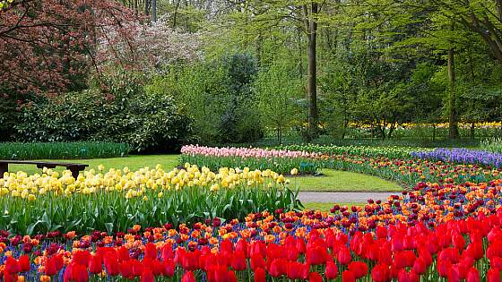 Blumenpracht im Keukenhof