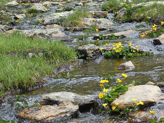 Bachlauf in Andorra
