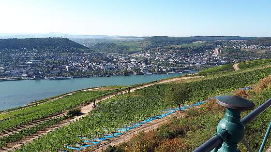 Rüdesheim: Blick auf den Rhein vom Niederwalddenkmal
