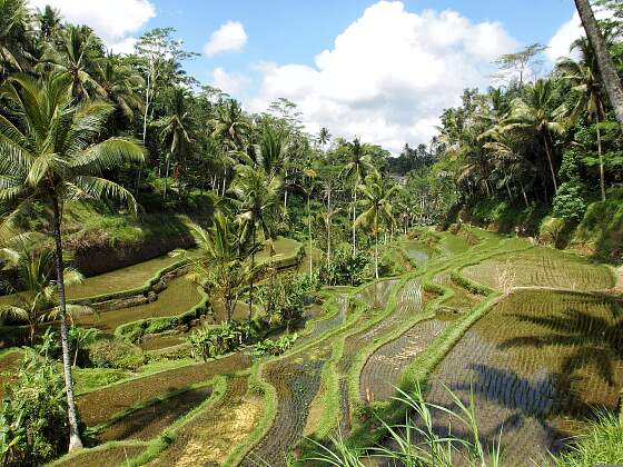 Reisterrassen bei Ubud, Bali / Indonesien