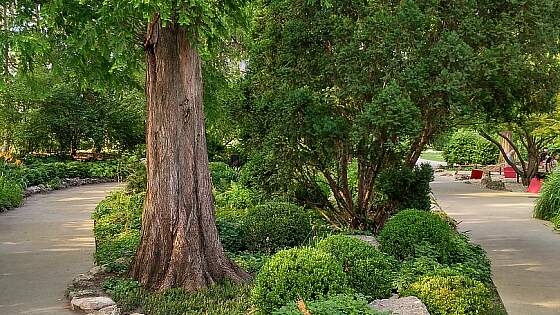 Margaretheninsel in Budapest / Ungarn
