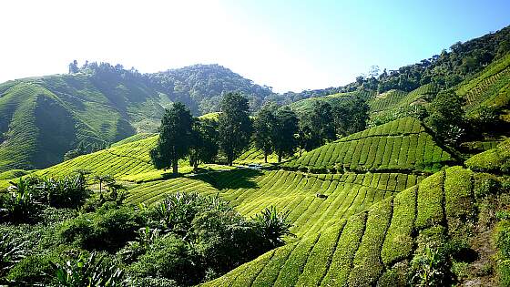 Teeplantage Cameron Highlands, Malaysia