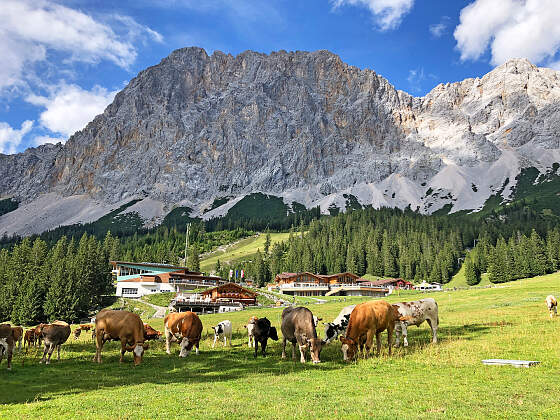 Zugspitze Wanderreisen: Almkühe