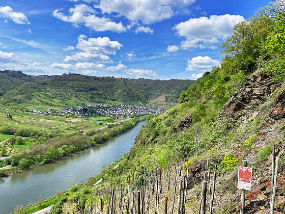 Wanderreise Moselsteig: Flussblick mit Weinbergen