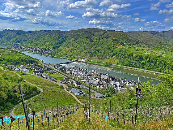 Wanderreisen Moselsteig: Weinberg Talblick