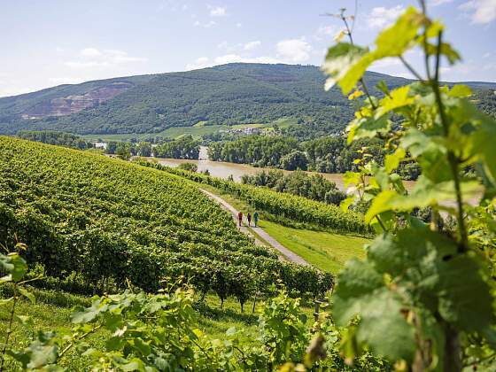 Wanderreise Rheinsteig: Wanderweg Weinberge