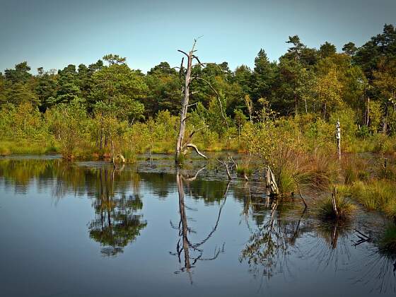 Pietzmoor in der Lüneburger Heide