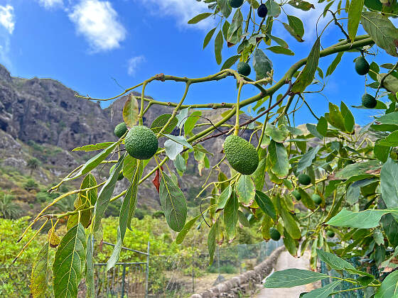 Wanderreise Teneriffa: Teno Gebirge - Avocado