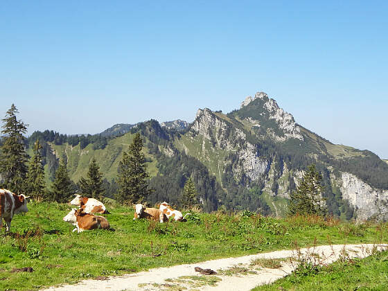Wanderreise in Bayern: Kühe vor der Kampenwand