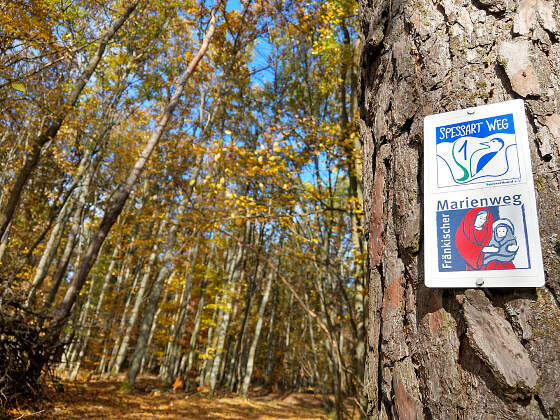 Wanderreise Spessart: Waldimpressionen
