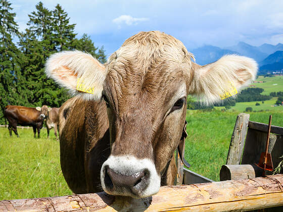 Radreise im Allgäu: Kühe