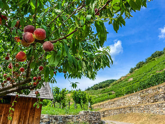 Wanderreise Welterbesteig Wachau: Weinberg und Pfirsiche