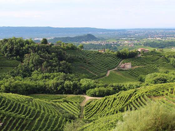 Weinberge bei Treviso, Venetien