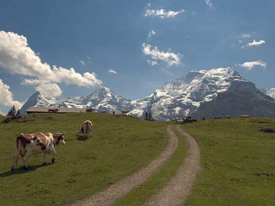 Kühe und Eiger in der Schweiz