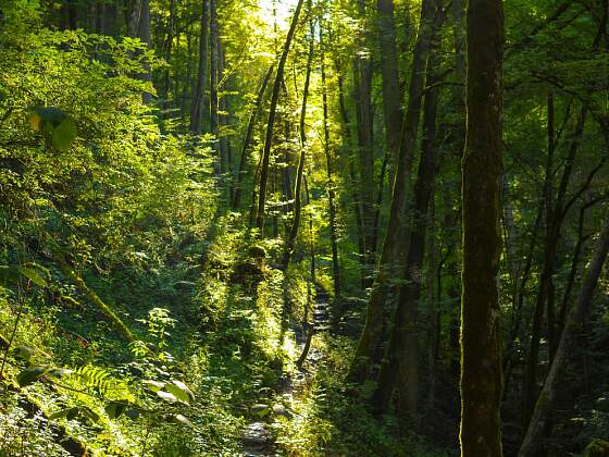 Wutachschlucht im Schwarzwald