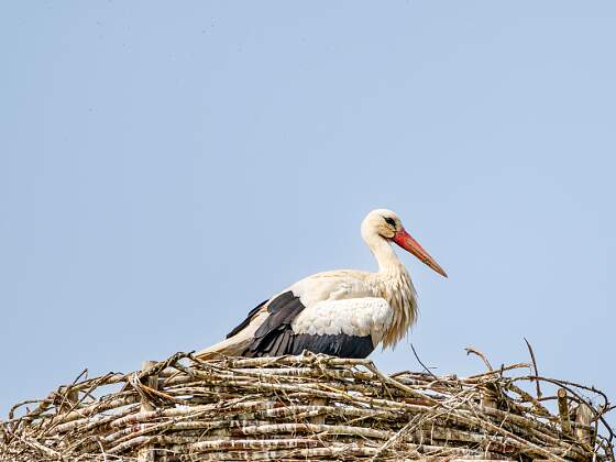 Weißstorch im Spreewald