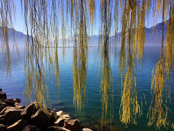 Schweiz: am Genfer See