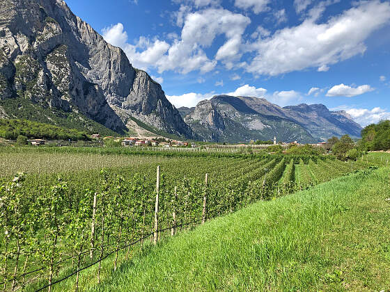Radreisen am Gardasee: Weinberge