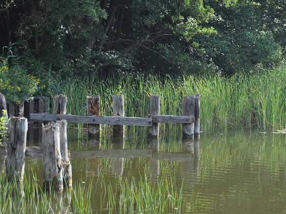 Seenlandschaft an der Müritz