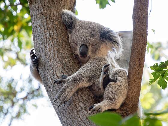 Koala in Australien