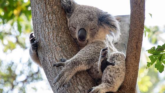 Koala in Australien